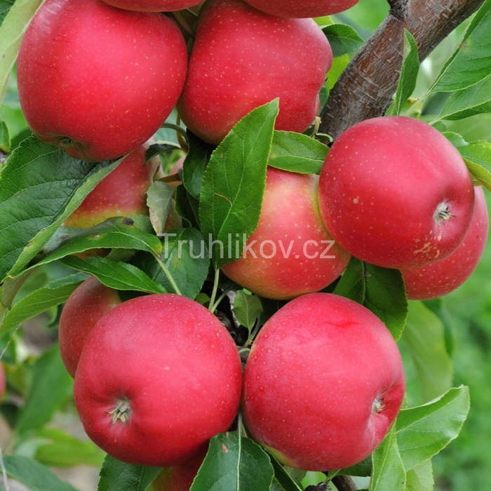 Rostliny - Jabloň Gala květináč 7,5 litru, zákrsek, zimní, CIZOSPRAŠNÁ