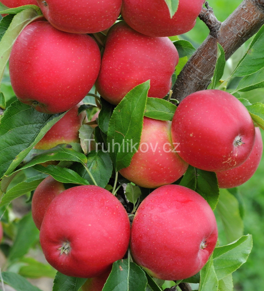 Jabloně - Jabloň 'Gala' (v mutacích) prostokořenné, zákrsek, zimní, CIZOSPRAŠNÁ