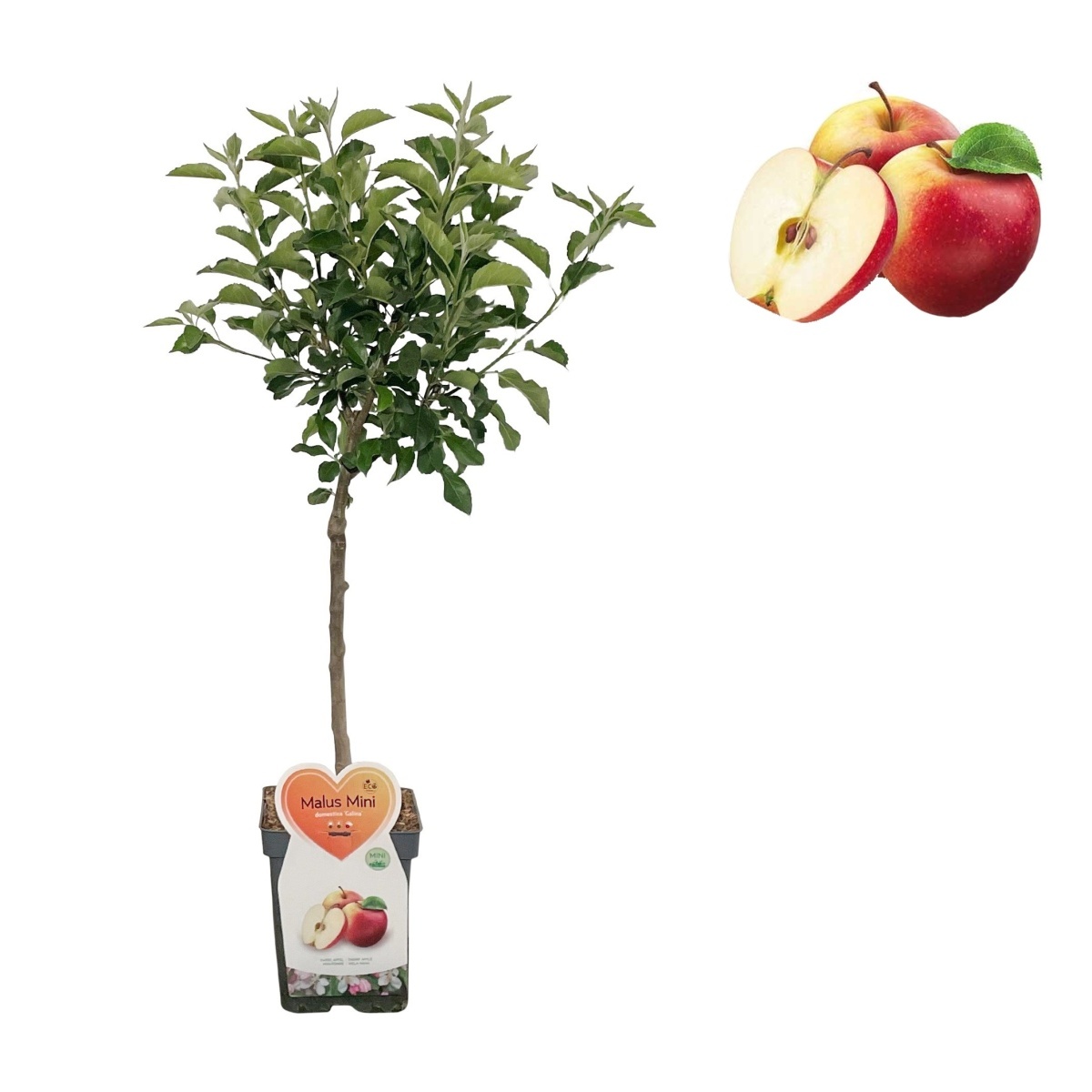Balkonové ovocné stromky - Jabloň Galina květináč 5 litrů, balkonová