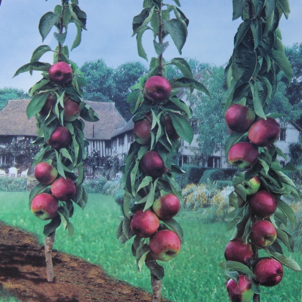 Rostliny - Jabloň Garden Fountain Starline květináč 12 litrů, sloupová, podzimní, CIZOSPRAŠNÁ