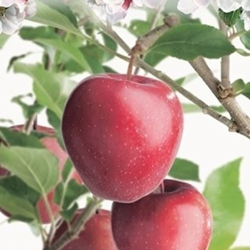 Rostliny - Jabloň Gloster balkonová, 5 litrů, zimní