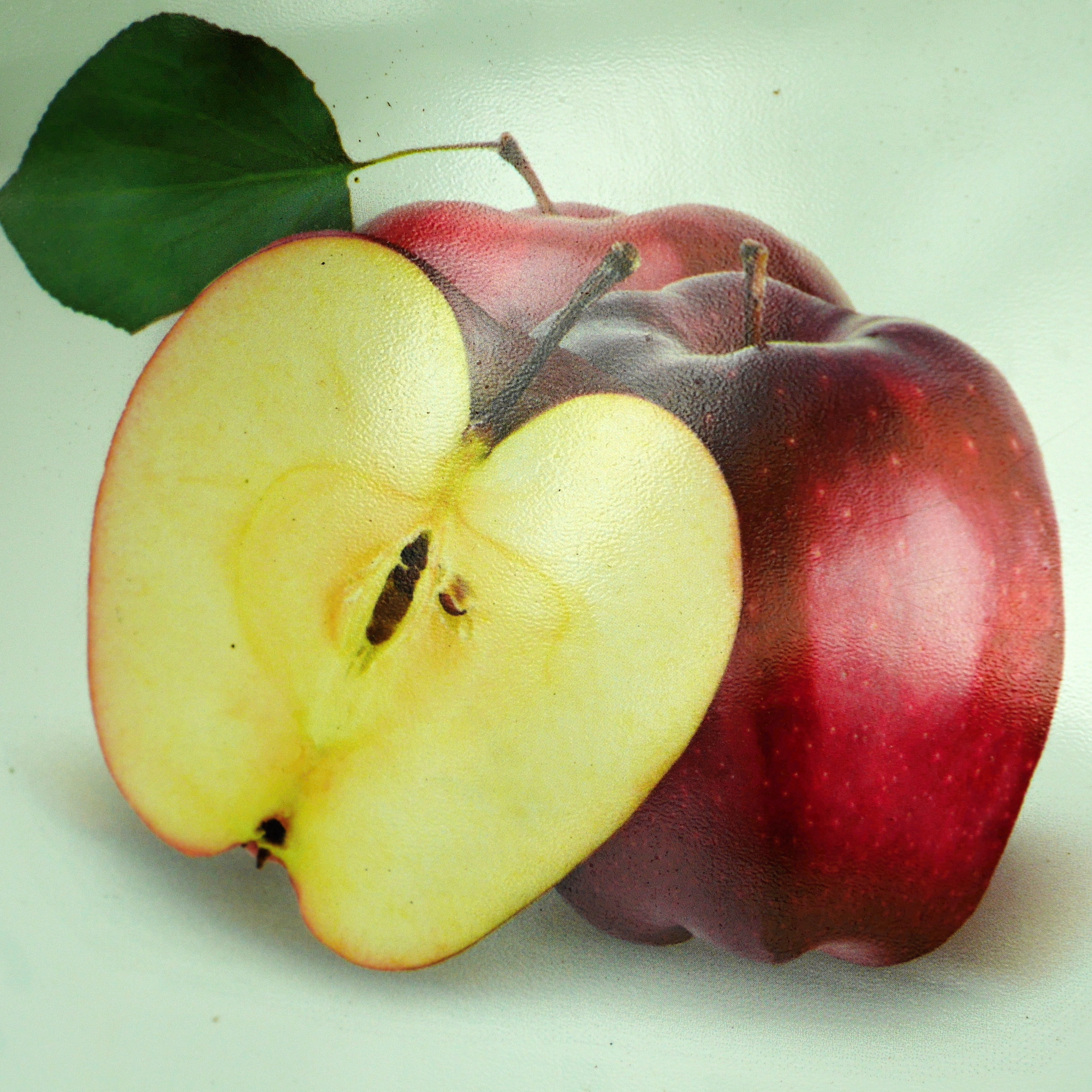 Jabloně - Jabloň Gloster květináč 6 litrů, výška 150/175cm, zimní, CIZOSPRAŠNÁ