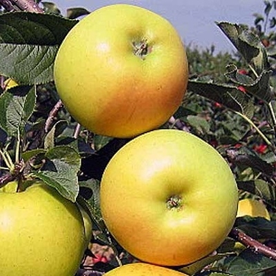 Rostliny - Jabloň 'Gold Bohemia' prostokořenné, zákrsek, zimní, CIZOSPRAŠNÁ