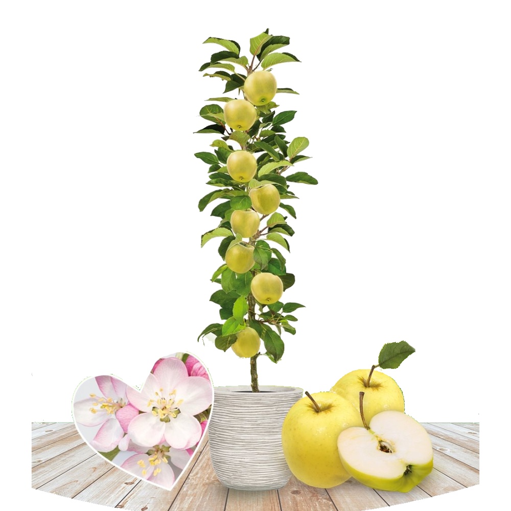 Jabloň Gold Sensation květináč 5 litrů, výška 80/100cm, sloupová, zimní, CIZOSPRAŠNÁ-0