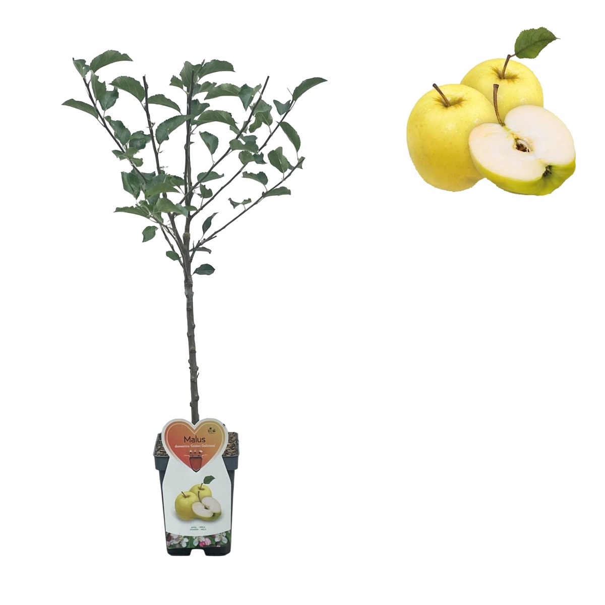 Rostliny - Jabloň Golden Delicious květináč 5 litrů, balkonová, zákrsek, zimní, CIZOSPRAŠNÁ