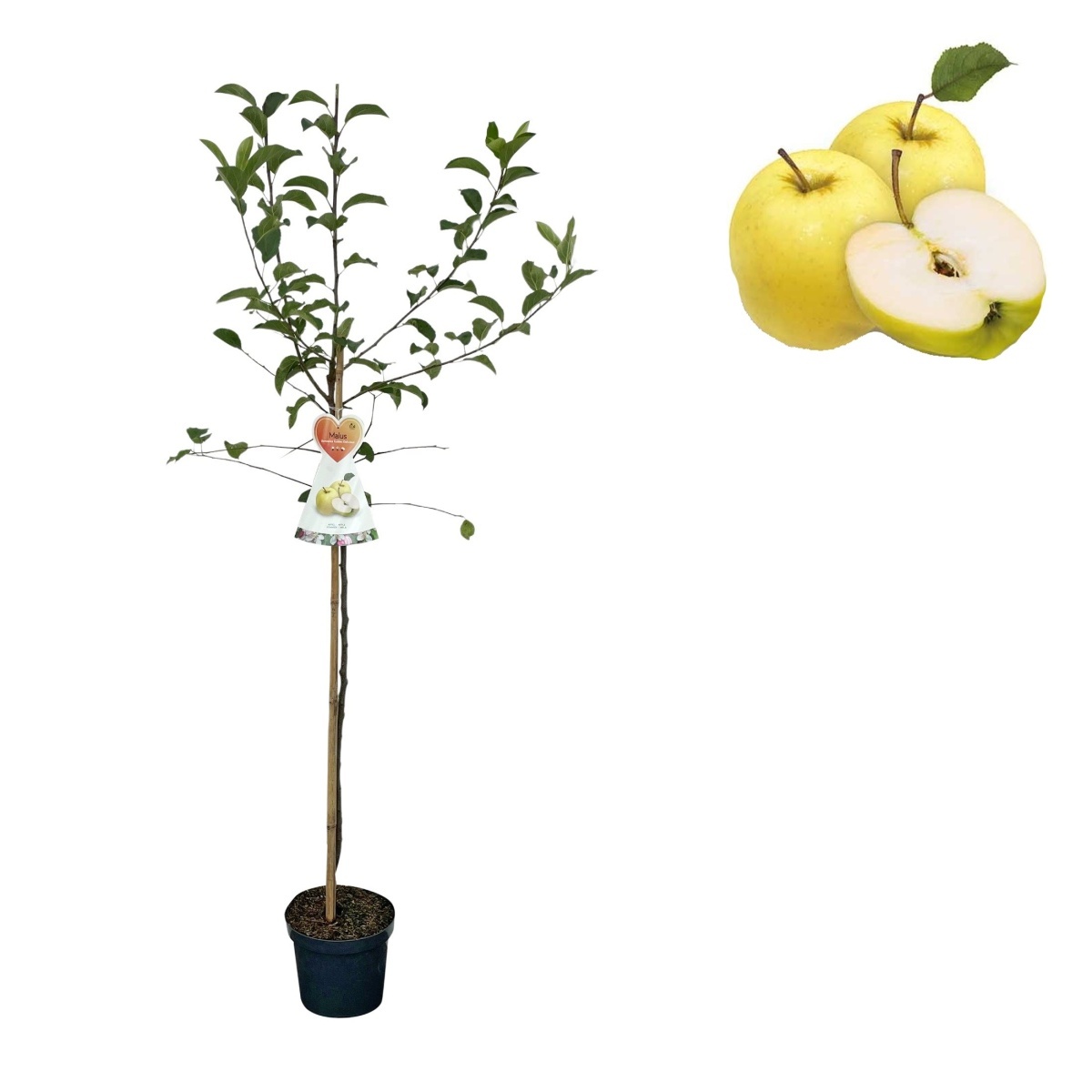 Jabloně - Jabloň Golden Delicious květináč 6 litrů, výška 150/175cm, zimní, CIZOSPRAŠNÁ