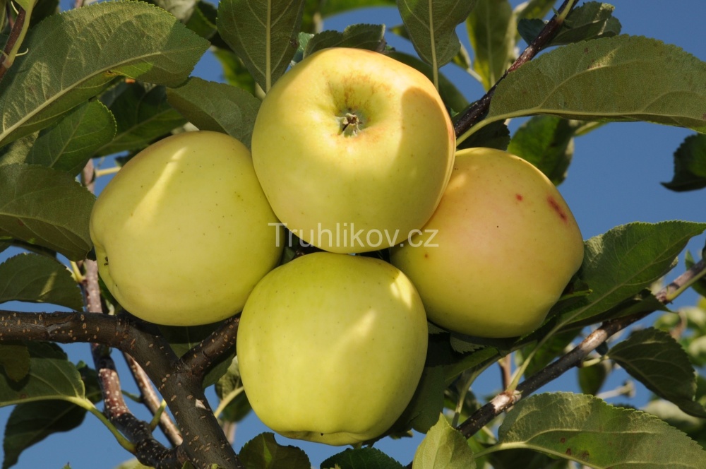 Rostliny - Jabloň 'Golden Delicious' prostokořenné, zákrsek, zimní, CIZOSPRAŠNÁ