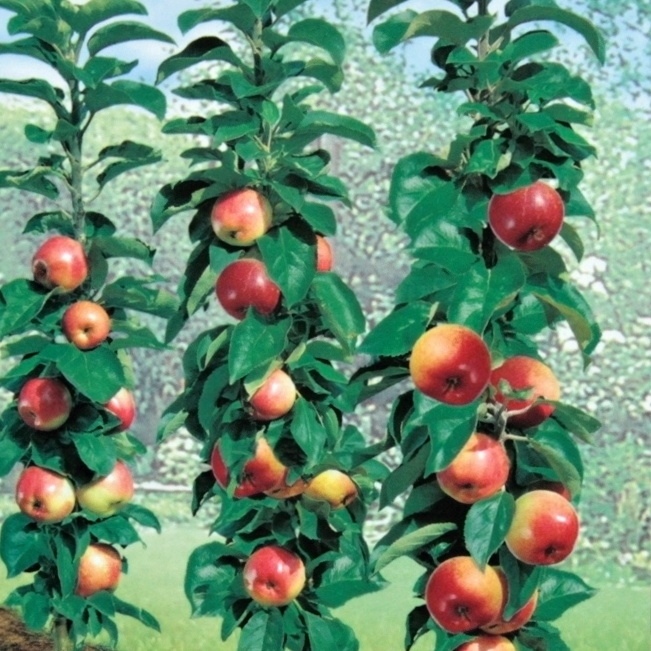 Rostliny - Jabloň 'Golden Gate Starline' květináč 12 litrů, sloupová, podzimní, CIZOSPRAŠNÁ