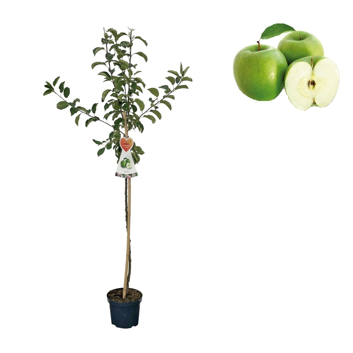 Jabloně - Jabloň Granny Smith květináč 6 litrů, výška 150/175cm, zimní, CIZOSPRAŠNÁ