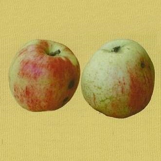 Jabloně - Jabloň 'Grávštýnské' květináč 7,5 litru, zákrsek, podzimní, CIZOSPRAŠNÁ