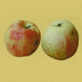 Rostliny - Jabloň 'Grávštýnské' prostokořenné, špičák/čtvrtkmen, podzimní, CIZOSPRAŠNÁ