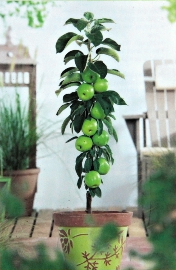 Jabloň Green Sensation květináč 5 litrů, výška 80/100cm, sloupová, zimní, CIZOSPRAŠNÁ-0