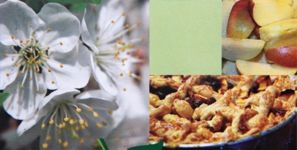 Jabloň Green Sensation květináč 5 litrů, výška 80/100cm, sloupová, zimní, CIZOSPRAŠNÁ-1