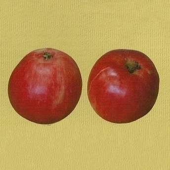 Jabloně - Jabloň 'Holovouské malinové' květináč 7,5 litru, zákrsek, raně zimní, CIZOSPRAŠNÁ