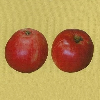 Rostliny - Jabloň 'Holovouské malinové' prostokořenné, špičák/čtvrtkmen, raně zimní, CIZOSPRAŠNÁ