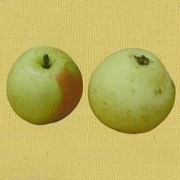 Rostliny - Jabloň 'Jadernička moravská' prostokořenné, špičák/čtvrtkmen, podzimní až raně zimní, CIZOSPRAŠNÁ