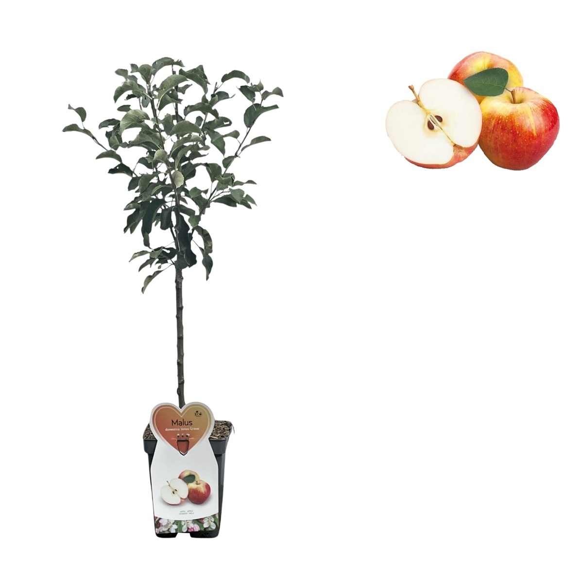 Balkonové ovocné stromky - Jabloň James Grieve květináč 5 litrů, balkonová, zákrsek, letní, CIZOSPRAŠNÁ