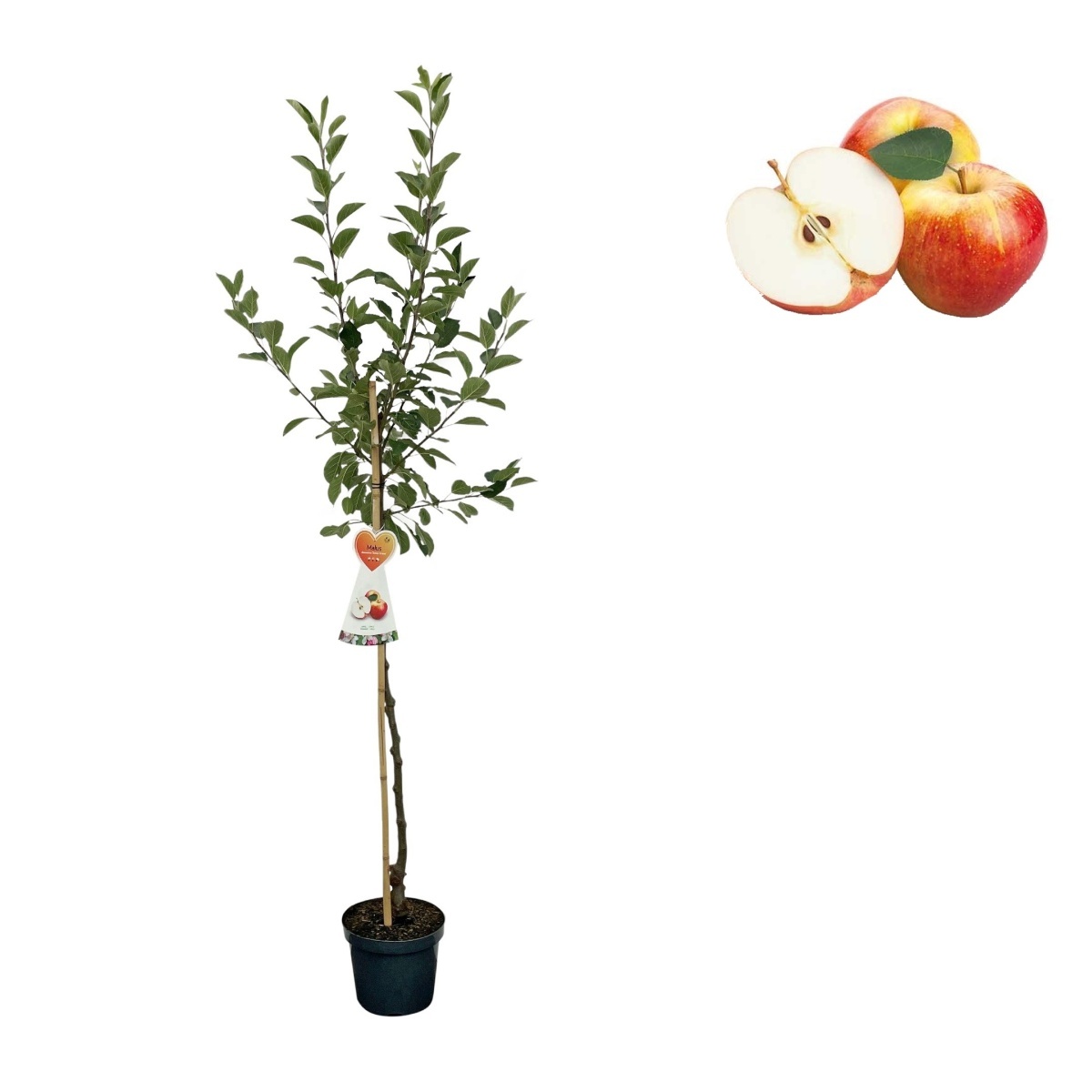 Rostliny - Jabloň James Grieve květináč 6 litrů, výška 150/175cm, stromek, letní, CIZOSPRAŠNÁ