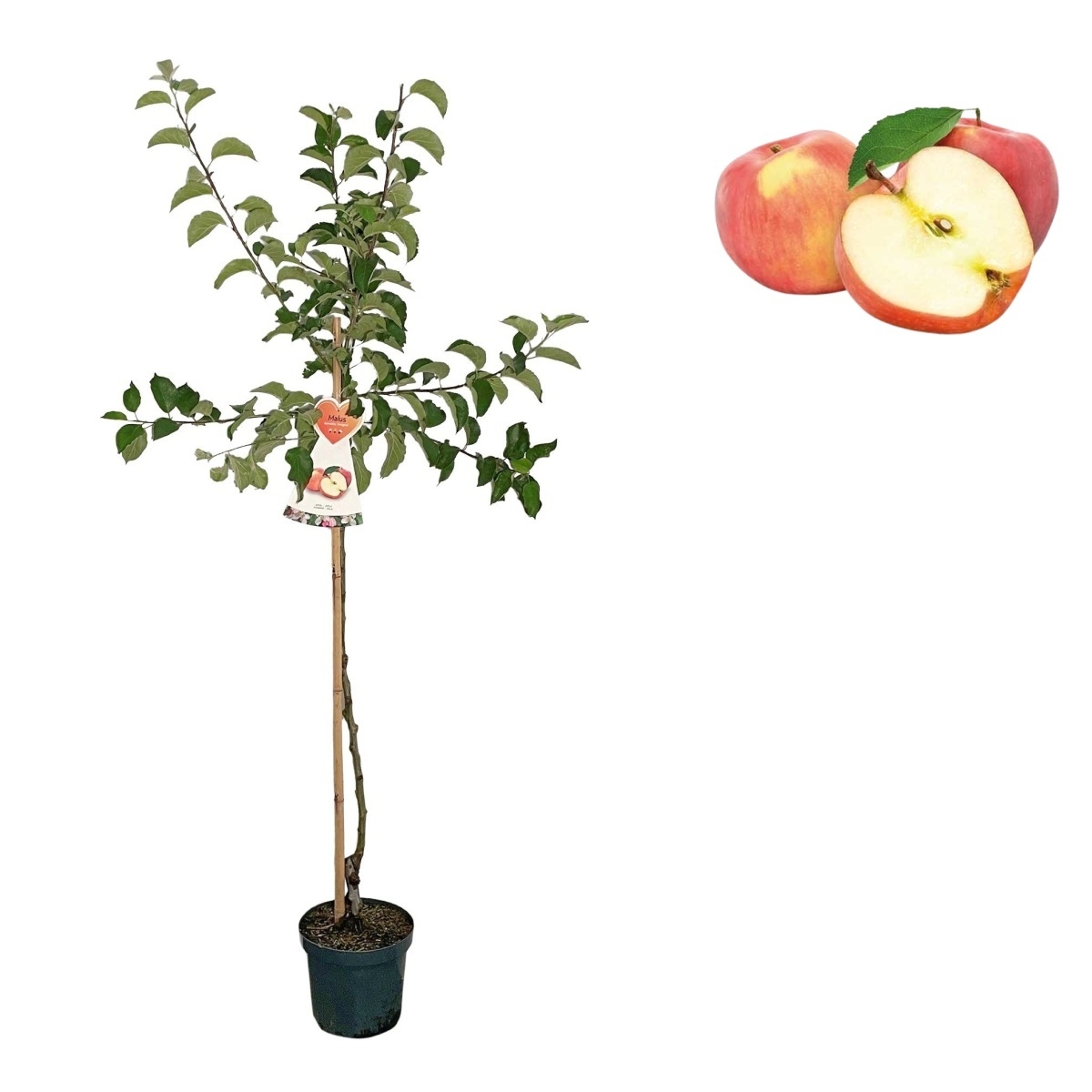 Jabloně - Jabloň Jonagold kmínek 100cm, květináč 7,5 litru, zimní, CIZOSPRAŠNÁ