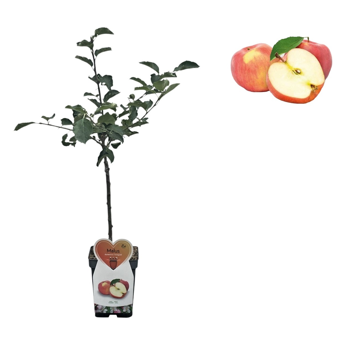 Rostliny - Jabloň Jonagold květináč 5 litrů, balkonová, zákrsek, zimní, CIZOSPRAŠNÁ