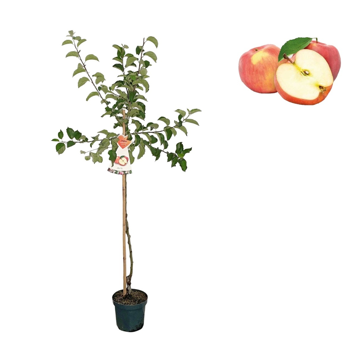 Jabloně - Jabloň Jonagold květináč 7 litru, čtvrtkmen, zimní, CIZOSPRAŠNÁ