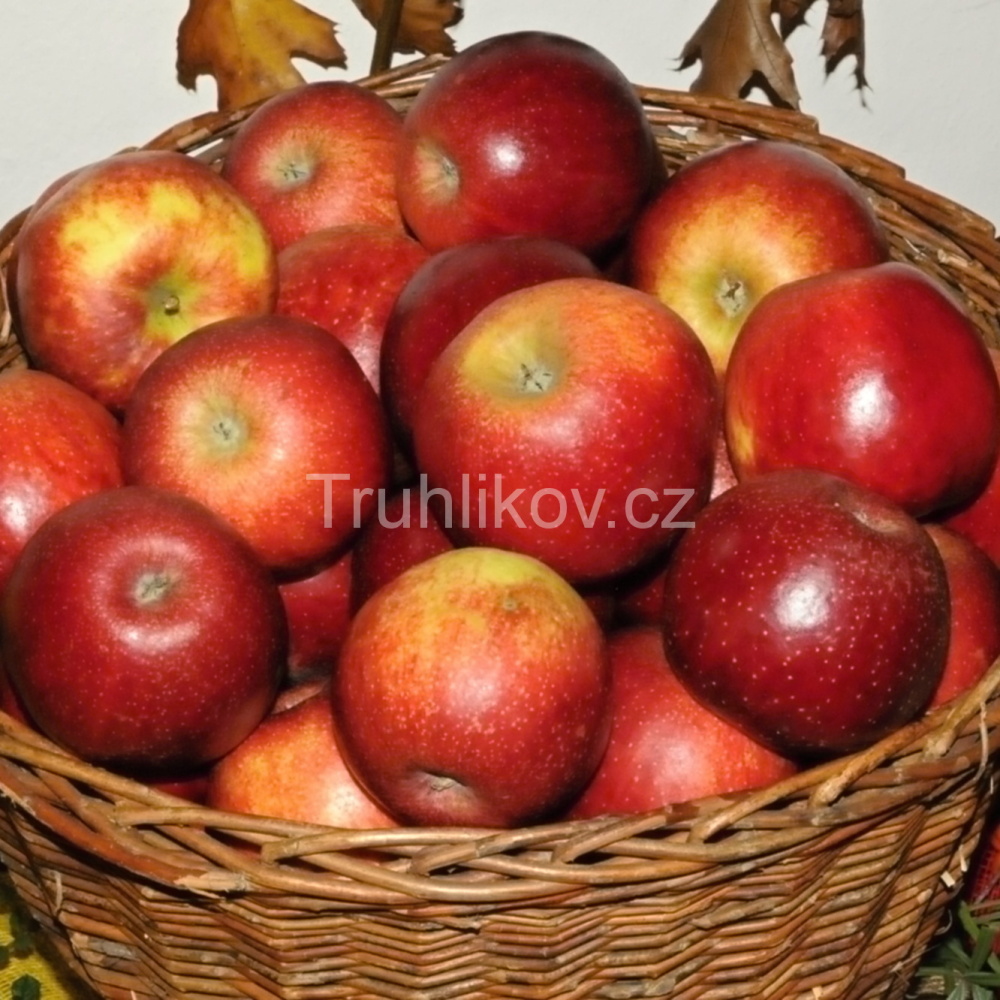 Jabloně - Jabloň 'Jonagored' prostokořenné, zákrsek, zimní, CIZOSPRAŠNÁ