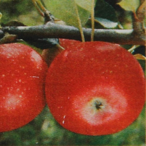 Rostliny - Jabloň 'Julia' květináč 10 litrů, čtvrtkmen, letní, REZISTENTNÍ, CIZOSPRAŠNÁ