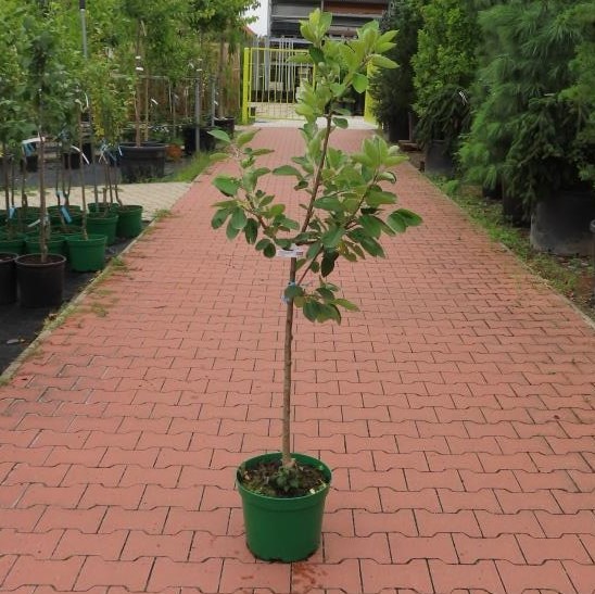 Jabloň 'Julia' květináč 10 litrů, čtvrtkmen, letní, REZISTENTNÍ, CIZOSPRAŠNÁ-0