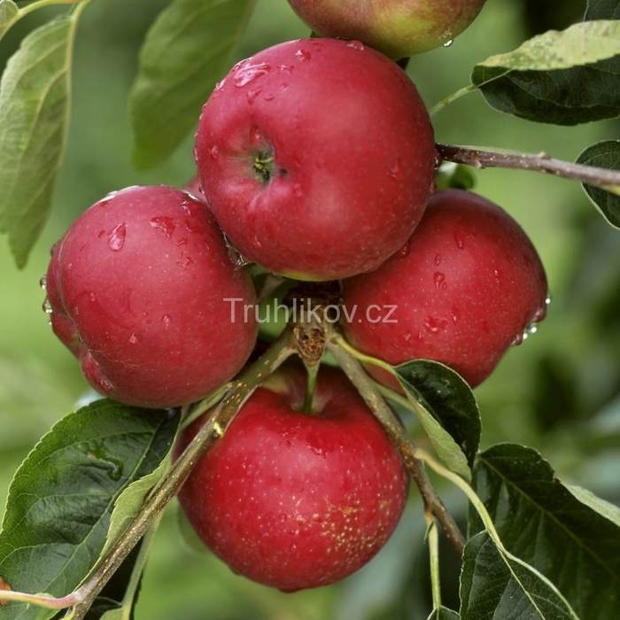 Jabloně - Jabloň 'Julia' prostokořenné, špičák, letní, REZISTENTNÍ, CIZOSPRAŠNÁ