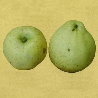 Jabloně - Jabloň 'Krasokvět žlutý' květináč 7,5 litru, zákrsek, zimní, CIZOSPRAŠNÁ