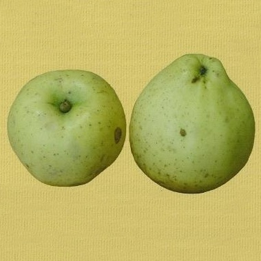 Rostliny - Jabloň 'Krasokvět žlutý' prostokořenné, špičák/čtvrtkmen, zimní, CIZOSPRAŠNÁ