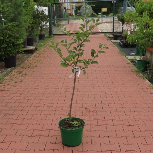 Jabloň 'Lipno' květináč 10 litrů, čtvrtkmen, raně zimní, REZISTENTNÍ, CIZOSPRAŠNÁ-0