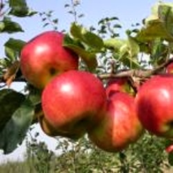 Jabloně - Jabloň 'Lipno' prostokořenné, špičák, raně zimní, REZISTENTNÍ, CIZOSPRAŠNÁ