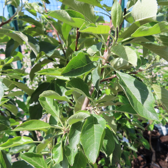 Rostliny - Jabloň 'Lucy' květináč 7,5 litru, zákrsek, zimní, CIZOSPRAŠNÁ