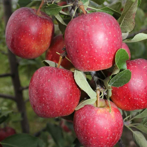 Jabloně - Jabloň 'Lucy' prostokořenné, špičák, zimní, CIZOSPRAŠNÁ