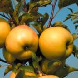 Rostliny - Jabloň 'Luna' květináč 7,5 litru, zákrsek, zimní, REZISTENTNÍ, CIZOSPRAŠNÁ