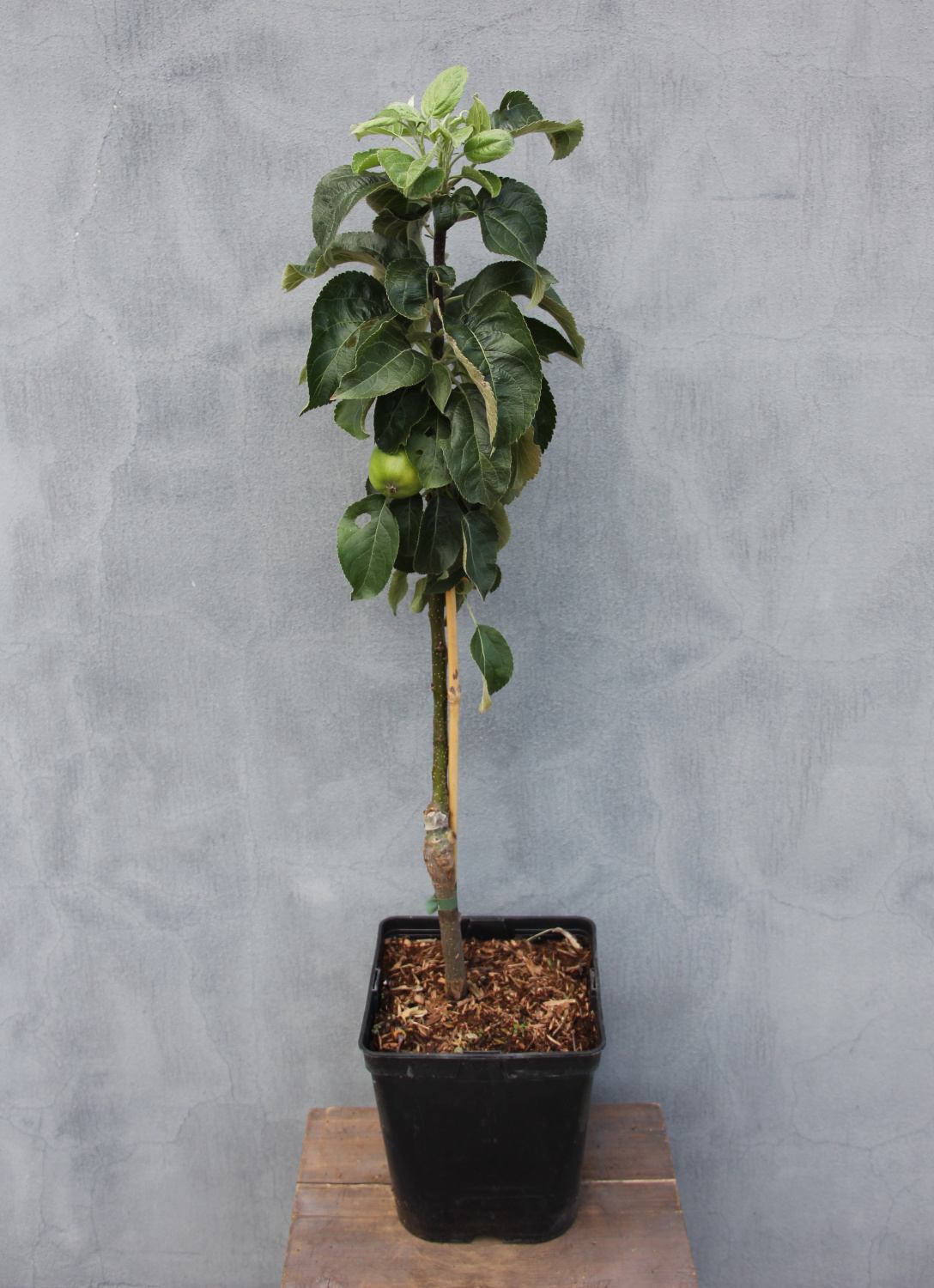 Jabloně - Jabloň 'Malini Dulcessa' květináč 5 litrů, sloupová, letní, REZISTENTNÍ, CIZOSPRAŠNÁ