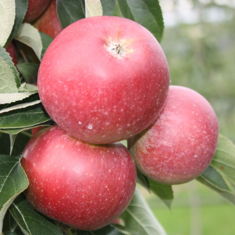 Jabloň 'Malini Dulcessa' květináč 5 litrů, sloupová, letní, REZISTENTNÍ, CIZOSPRAŠNÁ-0