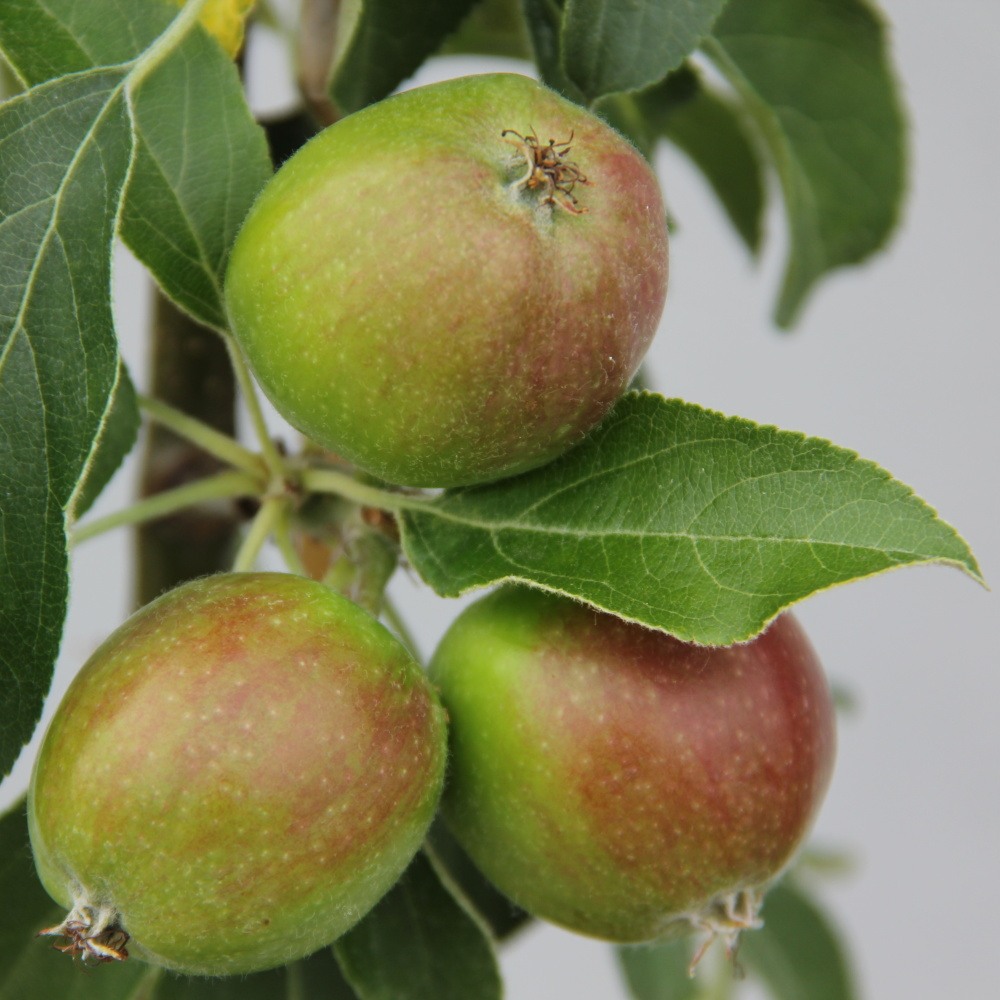Jabloně - Jabloň 'Malini Fresco' květináč 5 litrů, sloupová, zimí, REZISTENTNÍ, CIZOSPRAŠNÁ