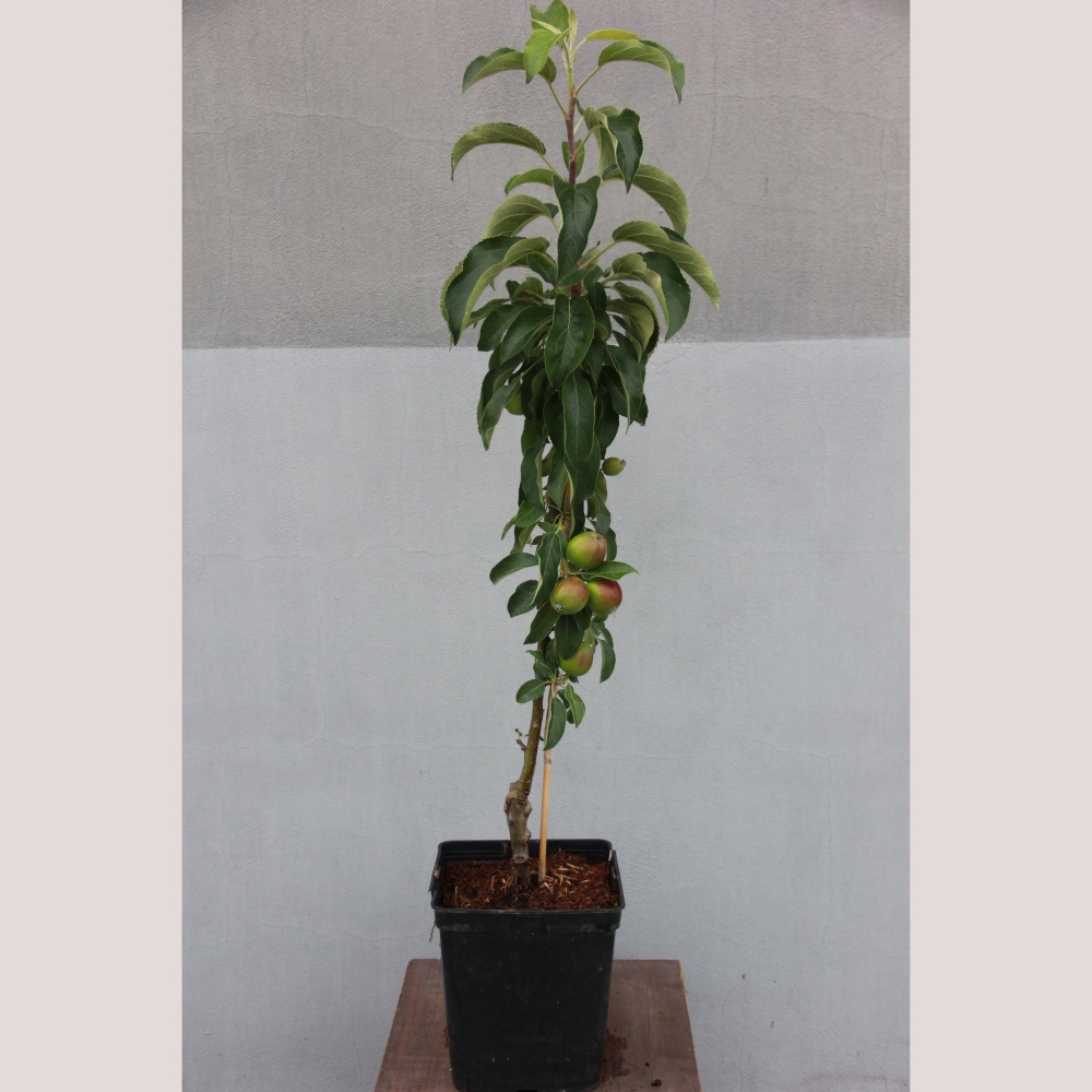 Jabloň 'Malini Fresco' květináč 5 litrů, sloupová, zimí, REZISTENTNÍ, CIZOSPRAŠNÁ-0