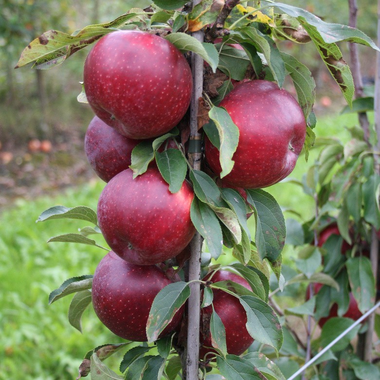 Jabloň 'Malini Fresco' květináč 5 litrů, sloupová, zimí, REZISTENTNÍ, CIZOSPRAŠNÁ-1