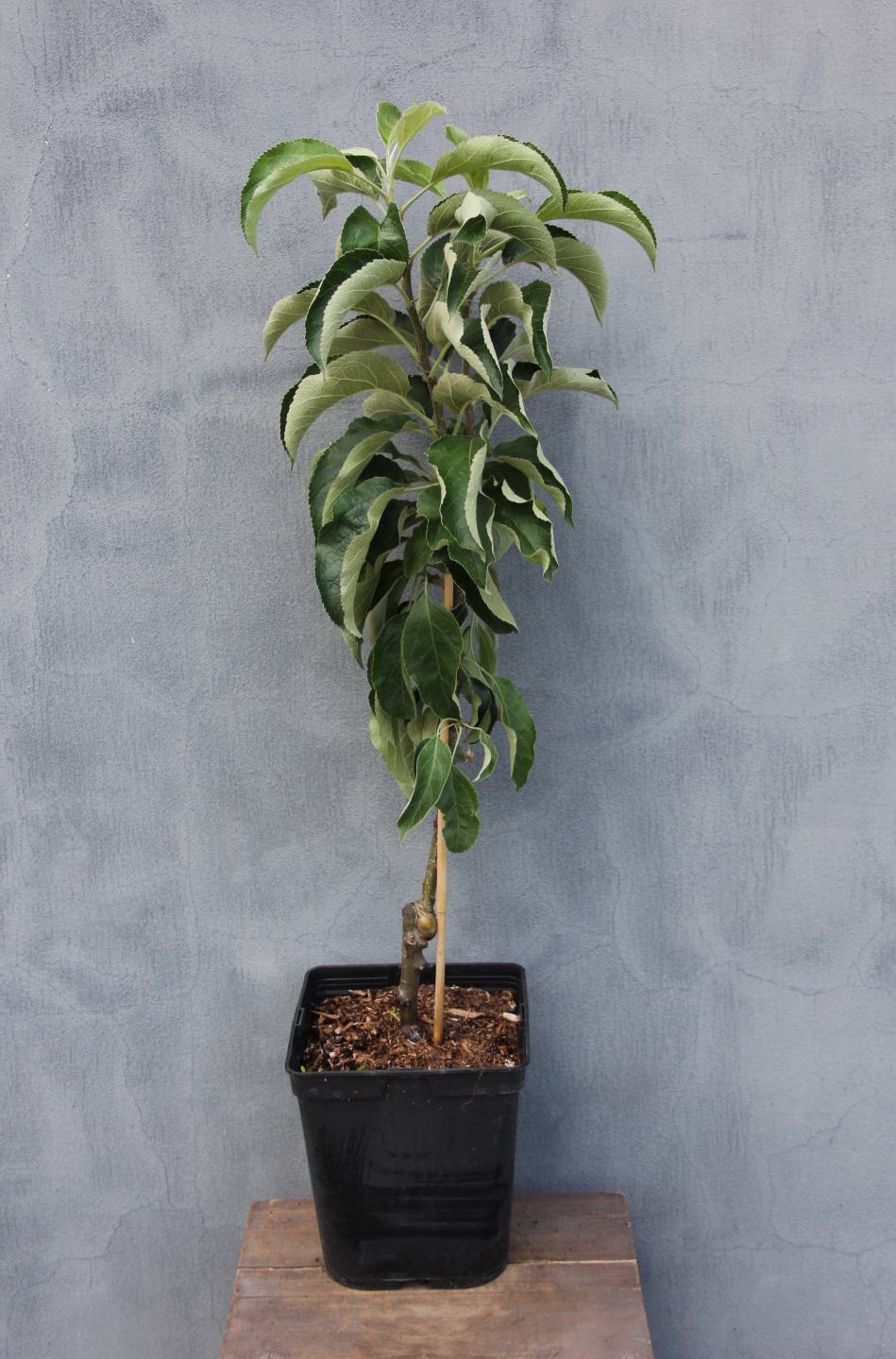 Jabloně - Jabloň 'Malini Pronto' květináč 5 litrů, sloupová, letní, REZISTENTNÍ, CIZOSPRAŠNÁ