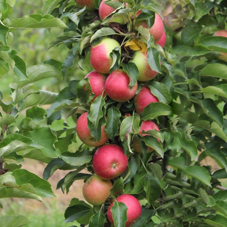 Jabloň 'Malini Pronto' květináč 5 litrů, sloupová, letní, REZISTENTNÍ, CIZOSPRAŠNÁ-0