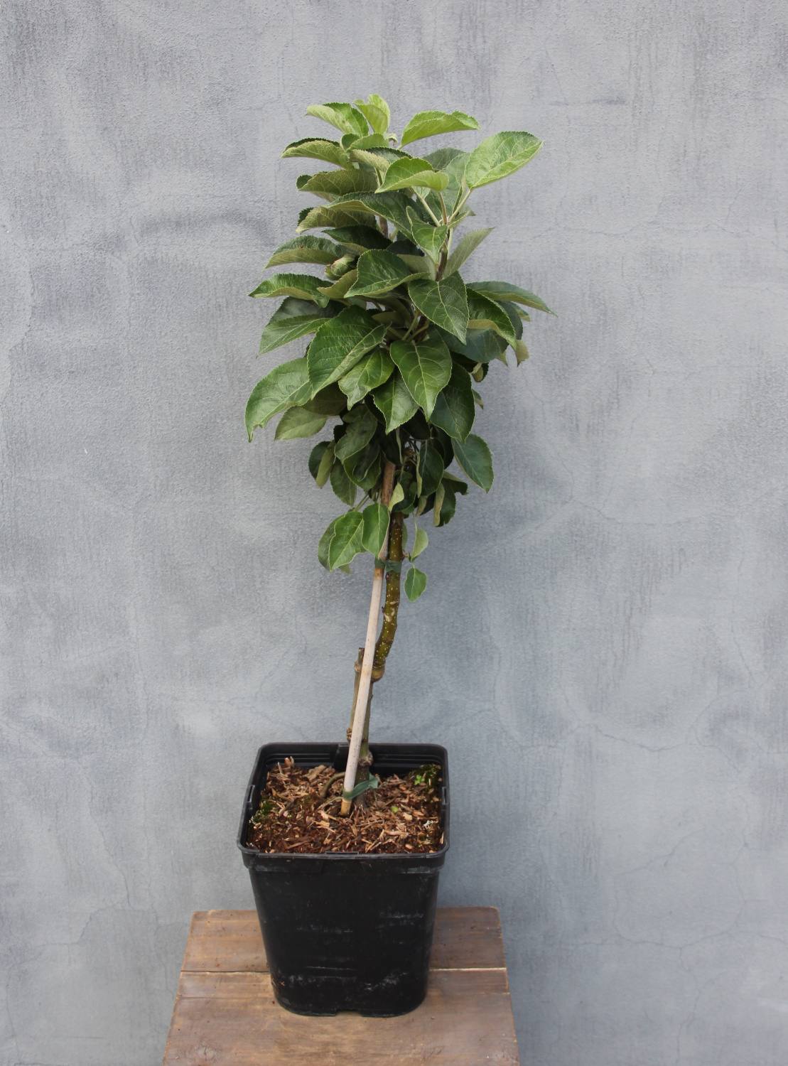 Jabloně - Jabloň 'Malini Subito' květináč 5 litrů, sloupová, letní, REZISTENTNÍ, CIZOSPRAŠNÁ