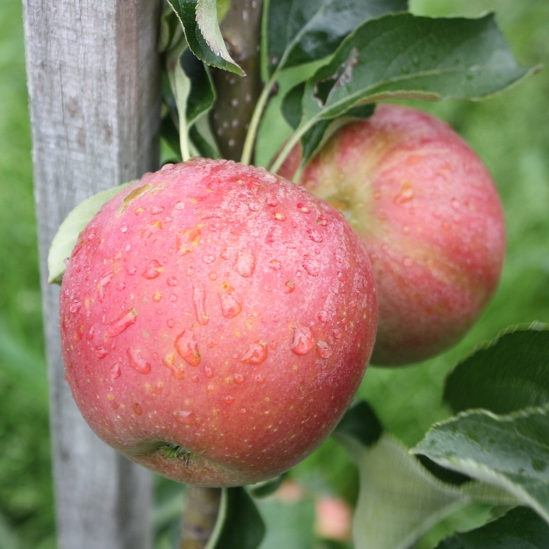 Jabloň 'Malini Subito' květináč 5 litrů, sloupová, letní, REZISTENTNÍ, CIZOSPRAŠNÁ-0