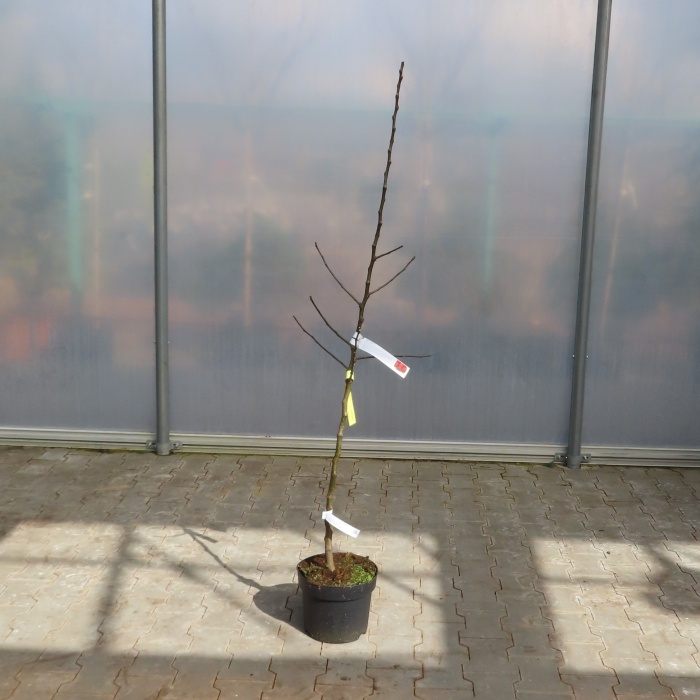 Jabloně - Jabloň 'Matčino' květináč 7,5 litru, zákrsek, raně zimní, CIZOSPRAŠNÁ