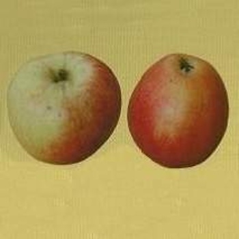 Rostliny - Jabloň 'Matčino' prostokořenné, zákrsek, podzimní