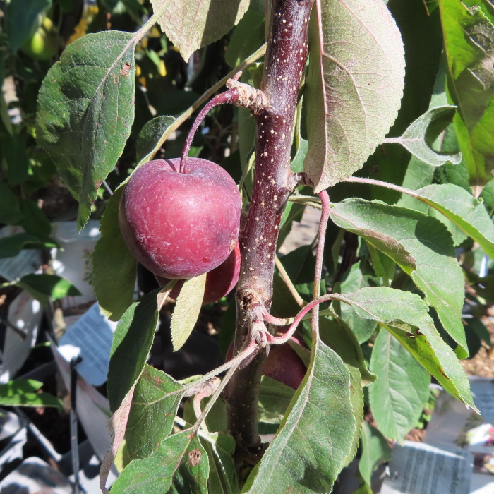 Rostliny - Jabloň 'Maypole' květináč 5 litrů, sloupová, podzimní, CIZOSPRAŠNÁ