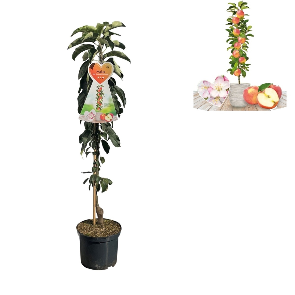 Rostliny - Jabloň McIntosh květináč 5 litrů, výška 80/100cm, sloupová, zimní, CIZOSPRAŠNÁ