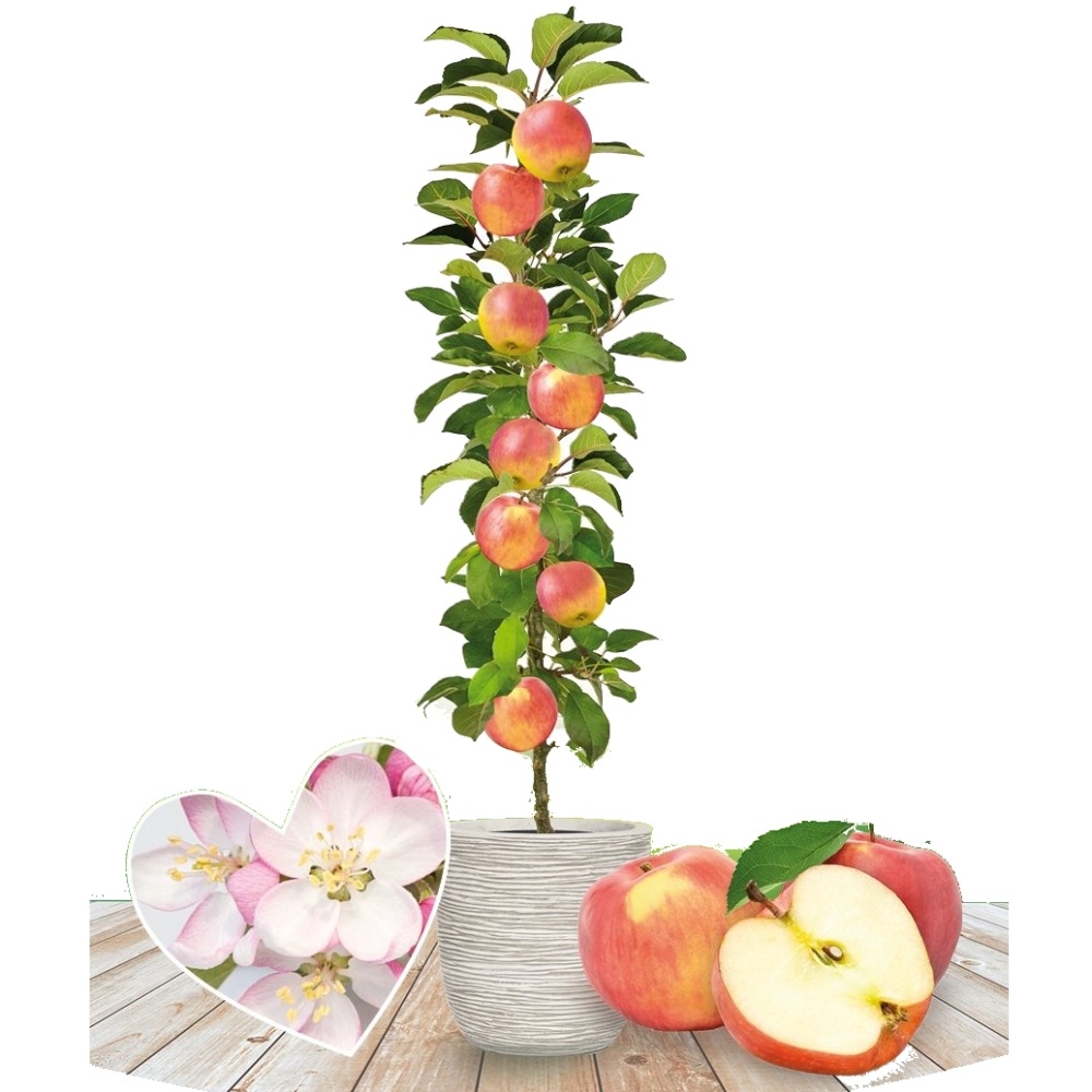 Jabloň McIntosh květináč 5 litrů, výška 80/100cm, sloupová, zimní, CIZOSPRAŠNÁ-0